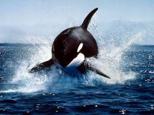 Orca, more commonly known as a killer whale -- Source: National Geographic