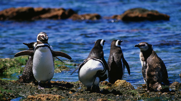 Magellanic 'Jackass' Penguins - Source: Craig Lovell/Corbis, NPR